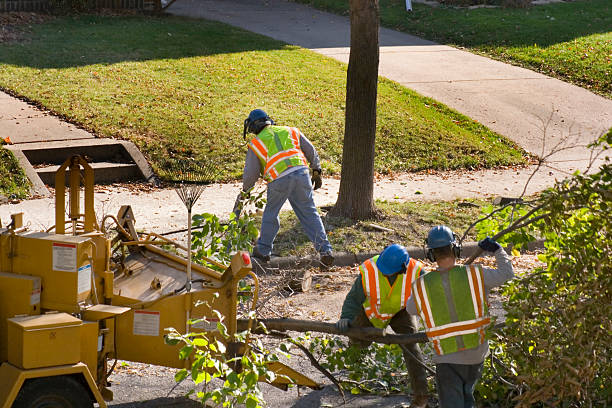 Best Tree Disease Treatment  in Rome City, IN